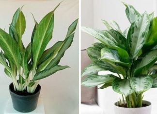 The Money Tree: Significance, Symbolism, and How to Grow Your Own