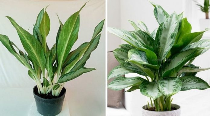 The Money Tree: Significance, Symbolism, and How to Grow Your Own