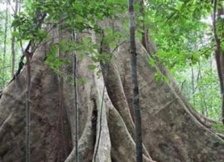 The Majesty of Mahogany: Unraveling the Significance, Beauty, and Care of the Treasured Tree