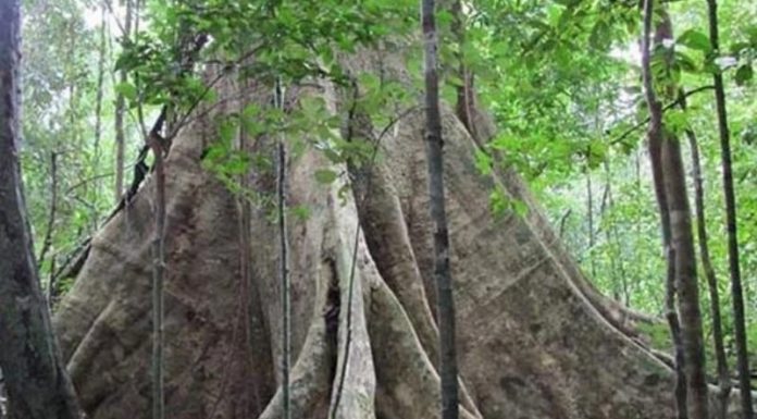 The Majesty of Mahogany: Unraveling the Significance, Beauty, and Care of the Treasured Tree