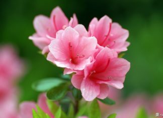 The Magic of Azaleas: Unveiling the Secrets of this Vibrant Bloom.