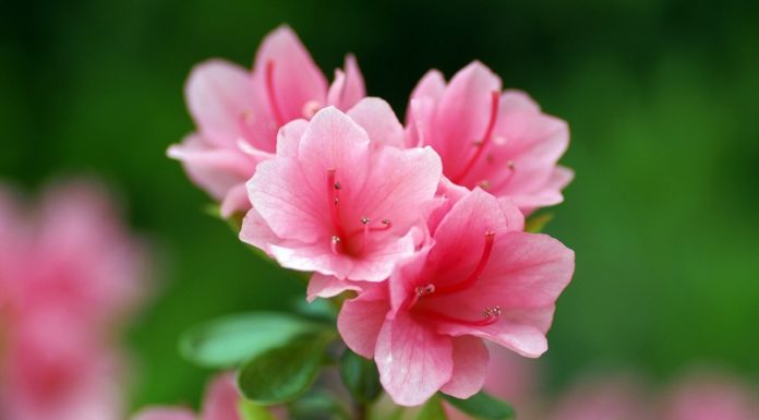 The Magic of Azaleas: Unveiling the Secrets of this Vibrant Bloom.