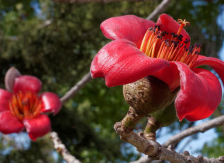 The Magnificient Magnolia: Unveiling the Secrets of its Beauty, Significance and Cultivation