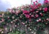 Climbing Roses: Unraveling the Beauty, Symbolism, and Art of Growing these Majestic Blooms