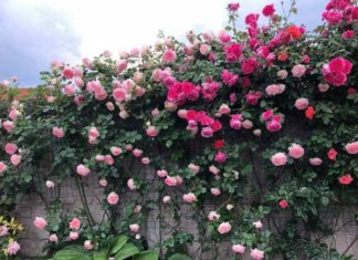 Climbing Roses: Unraveling the Beauty, Symbolism, and Art of Growing these Majestic Blooms