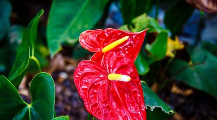 Attract Wealth and Prosperity: Enhance Your Career with These Feng Shui Desk Plants