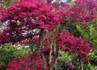 The Majestic Phoenix Palm: Unveiling its Significance, Beauty, and Cultivation Secrets