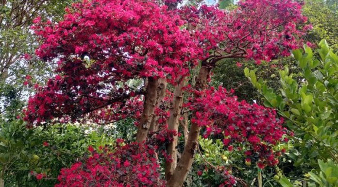 The Majestic Phoenix Palm: Unveiling its Significance, Beauty, and Cultivation Secrets