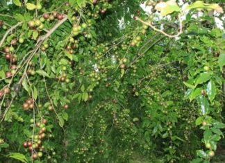 The Royal Pink: Unveiling its Unique Traits, Classification, Significance and Cultivation Secrets