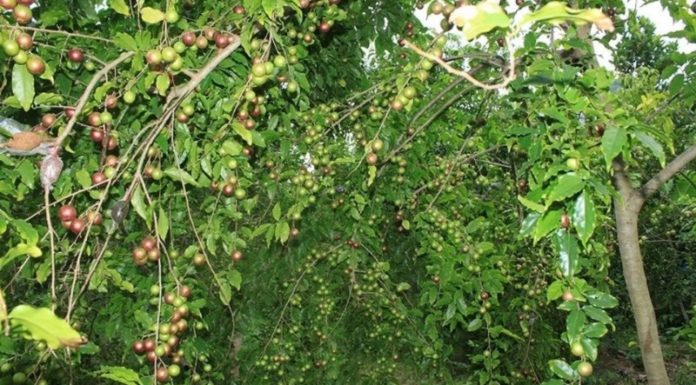 The Royal Pink: Unveiling its Unique Traits, Classification, Significance and Cultivation Secrets