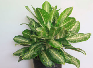 The Majestic Tree: Unraveling its Significance, Beauty, and Home Cultivation