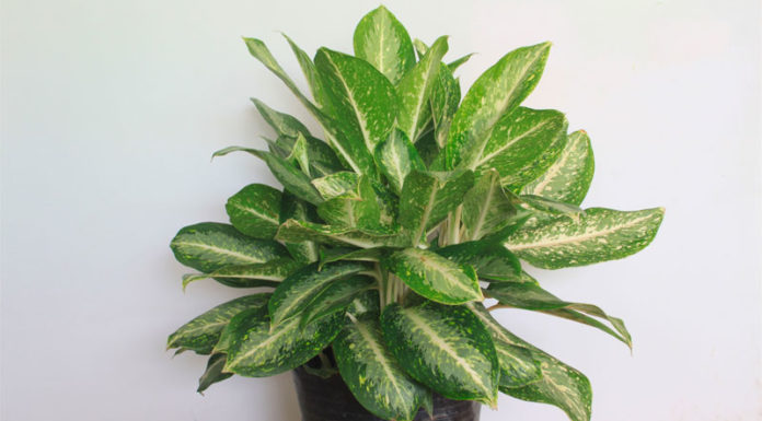 The Majestic Tree: Unraveling its Significance, Beauty, and Home Cultivation