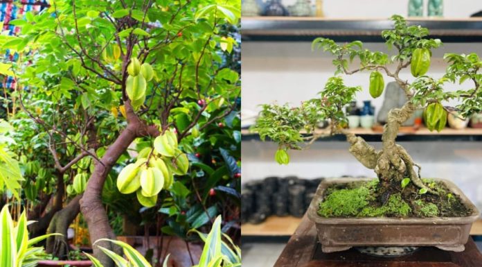 The Loquat Tree: Unveiling the Secrets to Harness Good Feng Shui and Avoid Pitfalls