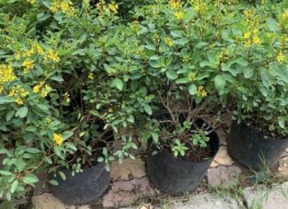 The Golden Rain Tree: Its Origins, Unique Characteristics and Feng Shui Significance