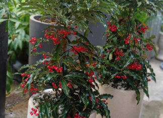 The Money Tree: A Simple Guide to Growing and Nurturing a Thriving Plant