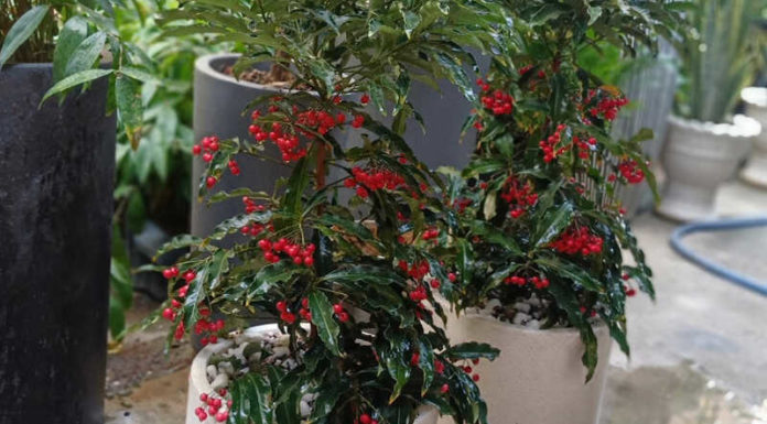 The Money Tree: A Simple Guide to Growing and Nurturing a Thriving Plant