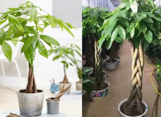 The Money Tree: Unlocking the Secrets of Feng Shui, Cultivation, and Care