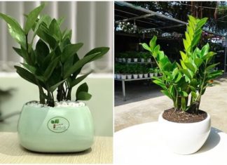 The Top 5 Feng Shui Items to Attract Wealth and Prosperity