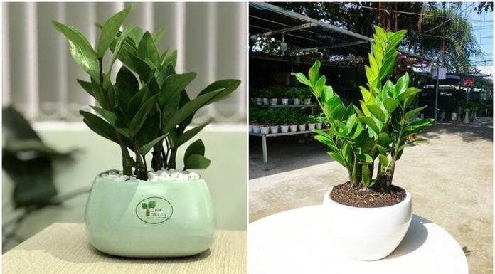 The Top 5 Feng Shui Items to Attract Wealth and Prosperity