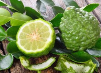 What is the Betel Leaf Plant? Its Unique Characteristics and Health Benefits