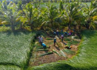 The Magic of Water Hyacinth: Unraveling its Significance, Beauty, and Easy Home Cultivation