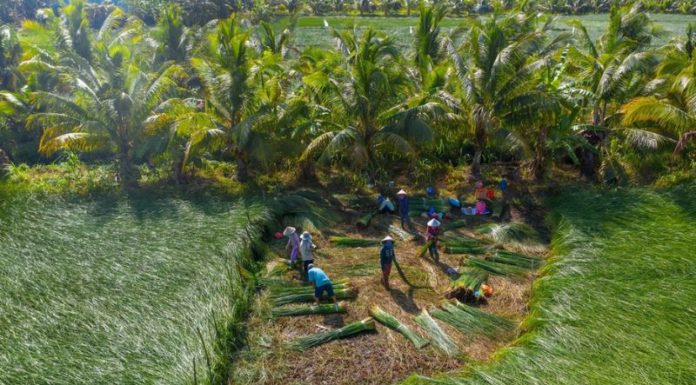 The Magic of Water Hyacinth: Unraveling its Significance, Beauty, and Easy Home Cultivation