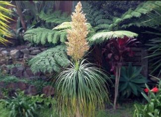 The Magic of Wine-Jar Orchids: Unveiling the Secrets of this Enchanting Flower, its Symbolism, and the Art of Cultivation at Home.