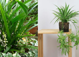 The Enchanted Orchid: Unraveling its Intriguing Beauty, Symbolism and Cultivation at Home.