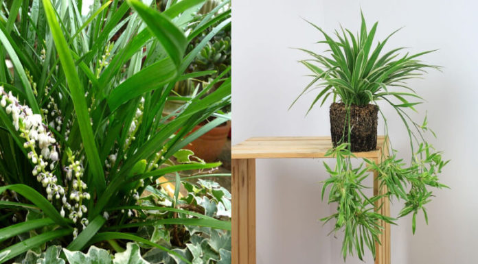 The Enchanted Orchid: Unraveling its Intriguing Beauty, Symbolism and Cultivation at Home.