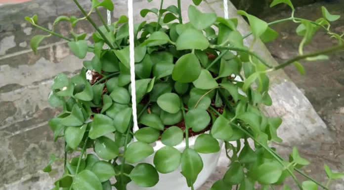 The Orchid: Unveiling its Beauty, Significance and Care