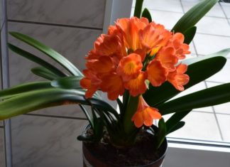 The Noble Orchid: Unraveling its Significance, Beauty, and Care at Home