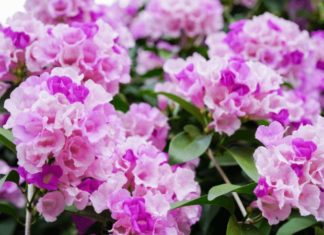 The Captivating World of Garlic Orchids: Unlocking the Enigmatic Charm, Symbolism, and Home-Grown Beauty of this Alluring Flower.