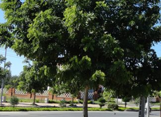 What is Lát Hoa Wood? A Comprehensive Guide to Growing and Caring for This Tree