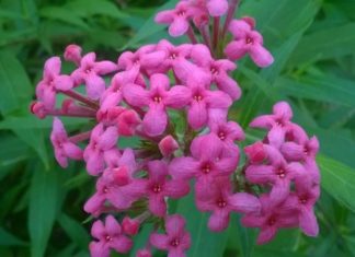 The Weeping Willow: Symbolism, Pictures, and a Guide to Growing and Caring for this Majestic Tree at Home