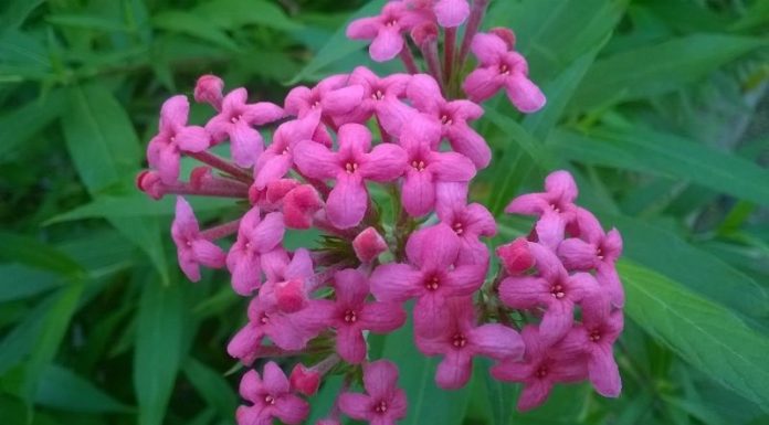 The Weeping Willow: Symbolism, Pictures, and a Guide to Growing and Caring for this Majestic Tree at Home