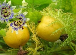 The Wild Plant That’s Now Selling for 100,000 VND per kg: Leaves Bubble Like Soap, Tasty and Nutritious