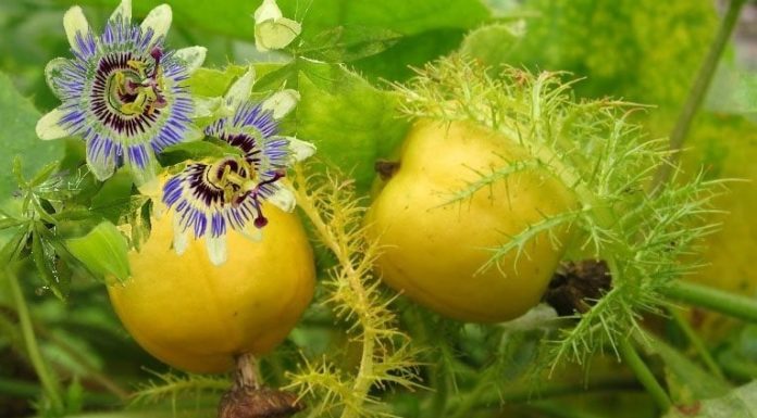 The Wild Plant That’s Now Selling for 100,000 VND per kg: Leaves Bubble Like Soap, Tasty and Nutritious