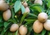 What is the Loquat Tree? Understanding its Significance, Beauty, and How to Cultivate and Nurture it at Home.