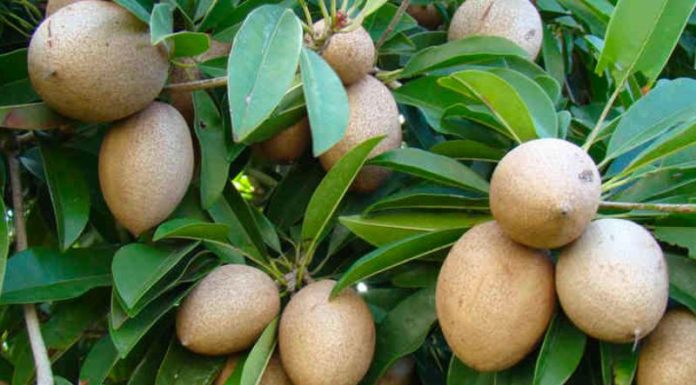 What is the Loquat Tree? Understanding its Significance, Beauty, and How to Cultivate and Nurture it at Home.