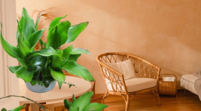 “Attract Wealth and Prosperity: Plant This Tree in Front of Your Home”