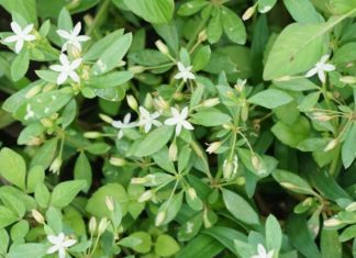 What is the Snake Tongue Plant? Benefits of Snake Tongue for Health