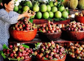 Where Are Mangosteens Grown and How Long Until They Bear Fruit?