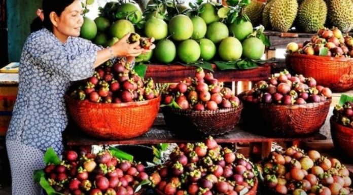 Where Are Mangosteens Grown and How Long Until They Bear Fruit?