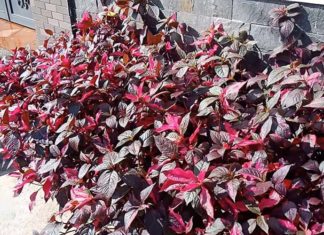 Deer’s Eye Plant: Unveiling the Secrets of its Significance, Beauty, and Care