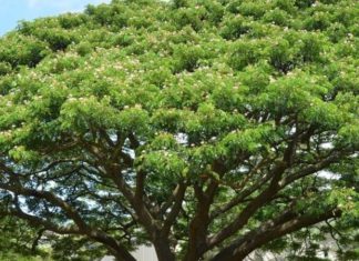 The Wonderful World of Key Limes: Unlocking Their Secrets, Significance and Home-Growing Potential