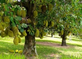 Is the Custard Apple Tree a Harbinger of Bad Luck?