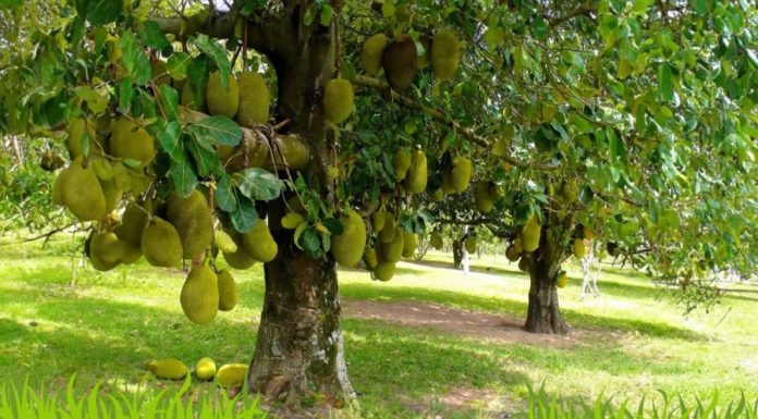 Is the Custard Apple Tree a Harbinger of Bad Luck?