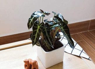 What is the Holy Lotus Elephant Ear? How to Grow Holy Lotus Elephant Ear for Beautiful Leaves