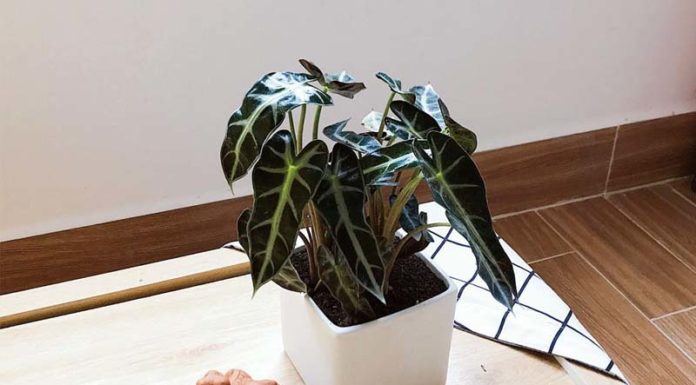 What is the Holy Lotus Elephant Ear? How to Grow Holy Lotus Elephant Ear for Beautiful Leaves