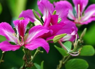 Purple Oxalis: Unveiling the Intriguing Beauty of the Purple Shamrock